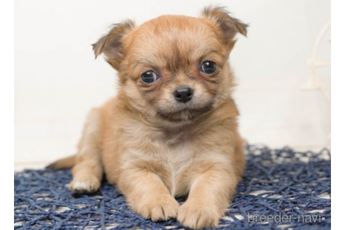 成約済の千葉県のチワワ(ロングコート)-219960